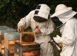 RUCHES WARRE, MATERIEL APICULTURE