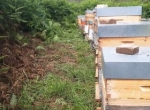 Vends ruches de production