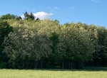 Miel d’acacia 