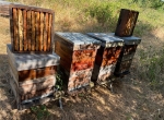 Vends 100 ruches Dadant peuplées avec trappes à pollen 