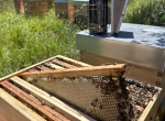 Apiculteur BIO vend miel