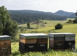 Miels de montagne et de tilleul Bio 2026
