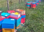 À vendre : 50 MiniPlus avec colonies et reines F1 2026