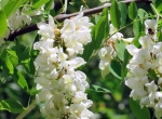 A vendre fûts de miel d'acacia 2026