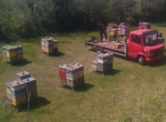 Miels bio de châtaignier, montagne, tournesol en futs