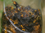 Formation Destruction de nids de guêpes et frelons