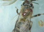 Formation Luttez efficacement contre le varroa