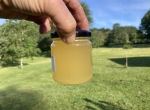 Fûts de miel d'acacia en Bio de 2025