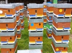 Matériels professionnels apiculture, ruches, idéal pour installation professionnelle