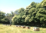 Vends miel de châtaignier