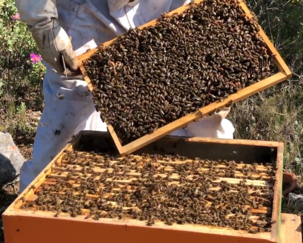 Essaim Buckfast hivernés ou 2026 | Jura - Ain - Saône