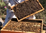 Essaim Buckfast hivernés ou 2026 | Jura - Ain - Saône