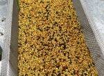 Vends pollen de garrigue 