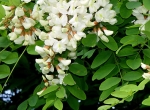 Vends miel d'acacia 2026