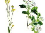 Miel toutes fleurs de printemps 2026 – Fûts alimentaires 80 kg – Yonne (89)