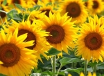 Miel de tournesol 2026