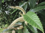 Miel de châtaignier Bio