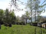 Miels colza, montagne, acacia, fleurs