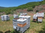Miel de tournesol/châtaignier/montagne/colza...