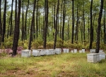 À vendre exploitation apicole de 400 ruches dans les Landes