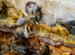 Teinture-mère de propolis Bio