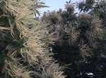 Miel de châtaignier et Acacia 
