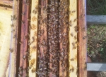 Essaims abeilles noires