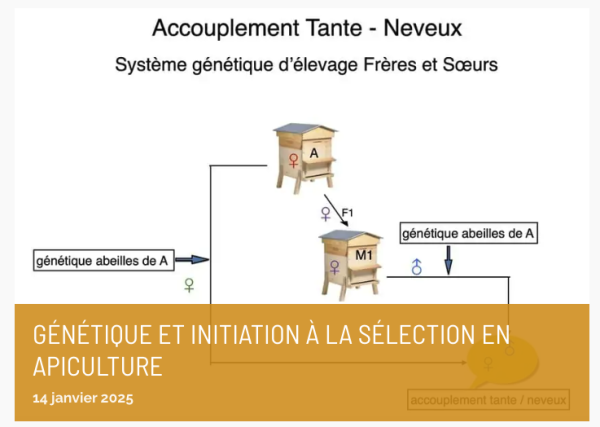 Génétique et initiation à la sélection en apiculture – F2027/5 - 5 janvier 2027 - visio
