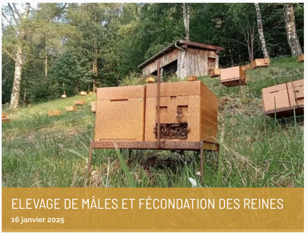 Elevage de mâles et fécondation des reines – F2027/6 - 7 janvier 2027 - visio