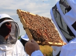 Formation les apports de la sélection en apiculture