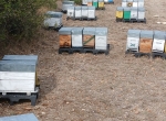 Essaims hivernés dadant 6 cadres 