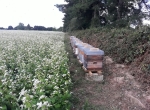 Vente cheptel apicole