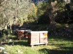 Vends ruches peuplées