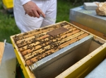Formation Nutrition des abeilles