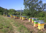 30 ruchettes peuplées avec essaims de l'année AB (Dadant 6 c)