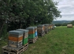 Vends ruches de production, lots de 20