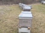 Vends 150 ruches peuplées 10 c Dadant 