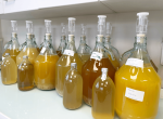 Workshop Perfectionnement Hydromel  - Approfondissement 