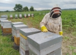 Fûts miel d'été ronce et tournesol 