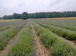 Miel de lavande du Gatinais et de la forêt de Fontainebleau 