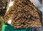 Essaims d'abeilles noires hivernés 