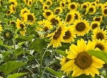 Miel de tournesol