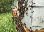 Essaims hivernés d'abeilles noires