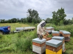 Formation Développez votre cheptel par l’élevage de reines et la production d’essaims