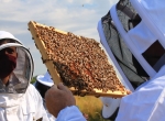 Stage d'initiation à l'apiculture niveau 1