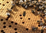 Essaims abeilles noires ou jaunes sur 5 c Dadant 