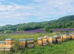 Saisonnier apiculture 