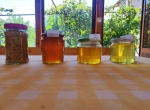 Miels de tilleul, de coriandre, de tournesol