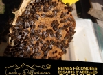 Reines fécondées F1 Carnica 2025