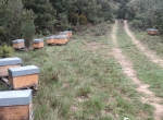 Essaims Langstroth en ruchettes 6 cadres